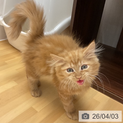 石川県のサイベリアン (ペットプラス 新小松店/2026年1月14日生まれ/女の子/レッドタビー)の子猫の3枚目の画像