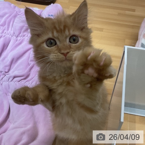 石川県のサイベリアン (ペットプラス 新小松店/2026年1月14日生まれ/女の子/レッドタビー)の子猫の4枚目の画像