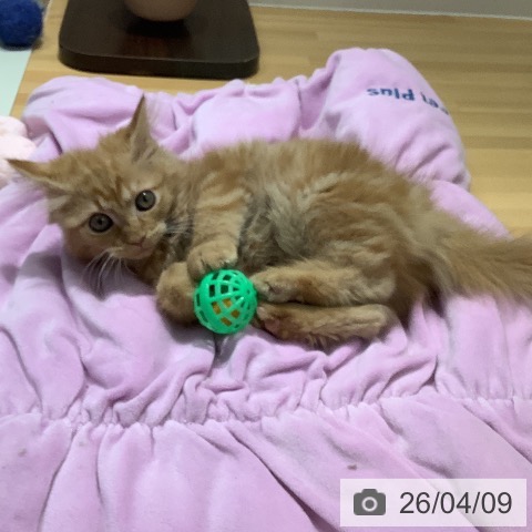 石川県のサイベリアン (ペットプラス 新小松店/2026年1月14日生まれ/女の子/レッドタビー)の子猫の3枚目の画像