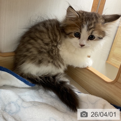 愛知県のサイベリアン (ペットプラス 岡崎店/2026年1月27日生まれ/男の子/ブラウンタビーホワイト)の子猫の3枚目の画像