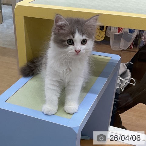 愛知県のサイベリアン (ペットプラス mozoワンダーシティ店/2026年1月27日生まれ/男の子/ブルータビーホワイト)の子猫の4枚目の画像