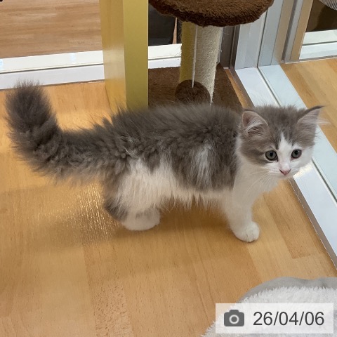 愛知県のサイベリアン (ペットプラス mozoワンダーシティ店/2026年1月27日生まれ/男の子/ブルータビーホワイト)の子猫の3枚目の画像