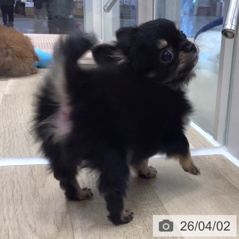 岐阜県のチワワ(ロング) (ペットプラス 各務原店/2026年1月27日生まれ/男の子/ブラックタン)の子犬の4枚目の画像