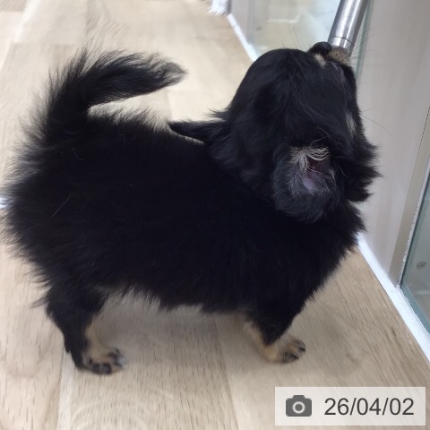 岐阜県のチワワ(ロング) (ペットプラス 各務原店/2026年1月27日生まれ/男の子/ブラックタン)の子犬の3枚目の画像