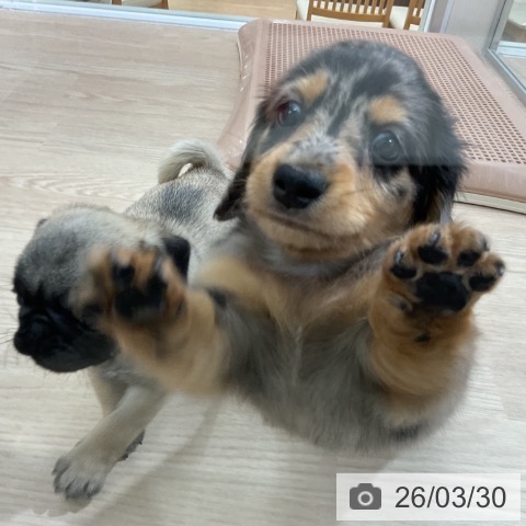 ミニチュア・ダックスフンドの写真