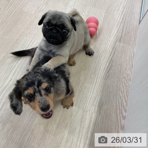 ミニチュア・ダックスフンドの写真