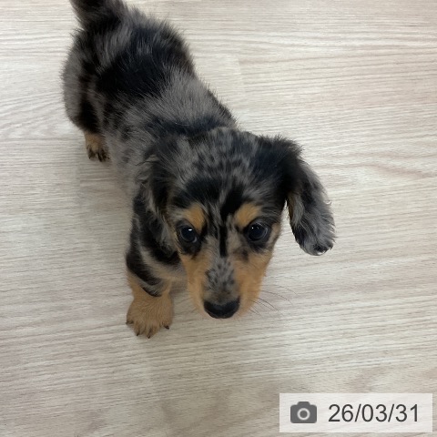 ミニチュア・ダックスフンドの写真