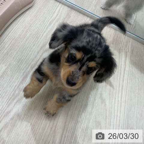 ミニチュア・ダックスフンドの写真