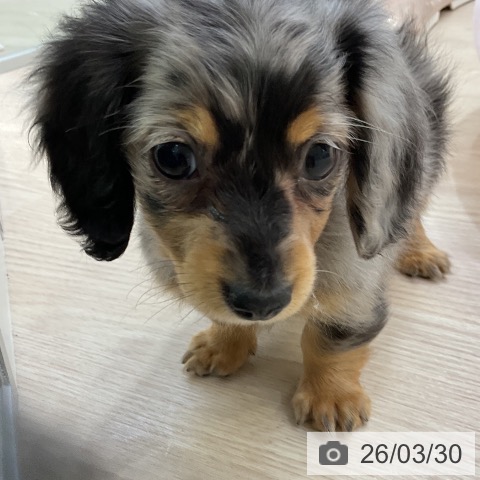 ミニチュア・ダックスフンドの写真