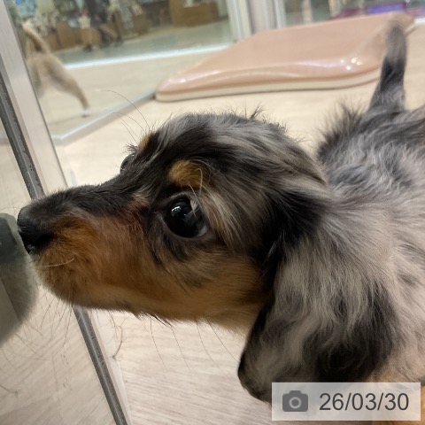 ミニチュア・ダックスフンドの写真