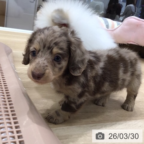 ミニチュア・ダックスフンドの写真