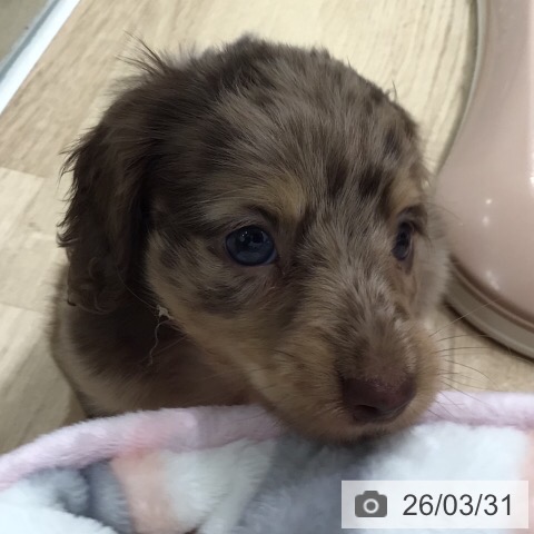 ミニチュア・ダックスフンドの写真