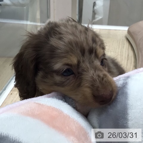 ミニチュア・ダックスフンドの写真