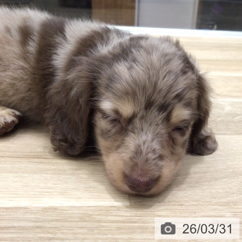 ミニチュア・ダックスフンドの写真