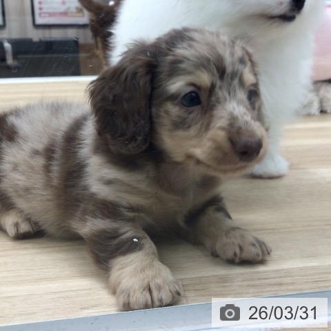 ミニチュア・ダックスフンドの写真