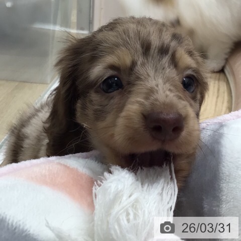 ミニチュア・ダックスフンドの写真