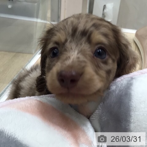 ミニチュア・ダックスフンドの写真