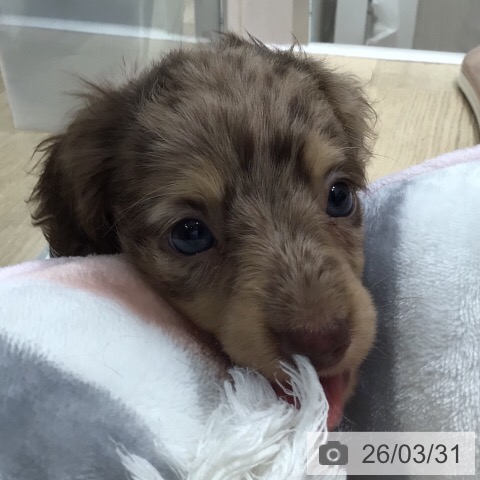 ミニチュア・ダックスフンドの写真