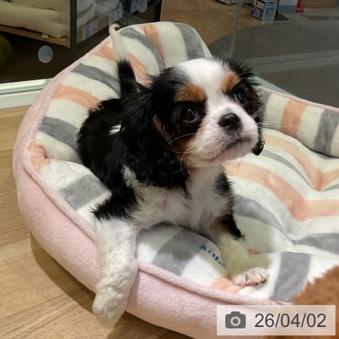 愛知県のキャバリアキングチャールズスパニエル (ペットプラス 岡崎店/2026年1月29日生まれ/女の子/トライカラー)の子犬の3枚目の画像