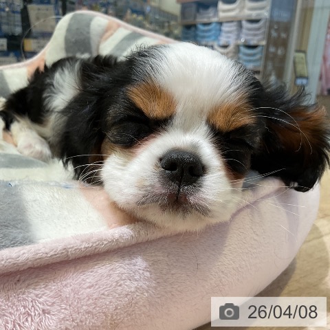 愛知県のキャバリアキングチャールズスパニエル (ペットプラス 岡崎店/2026年1月29日生まれ/女の子/トライカラー)の子犬の3枚目の画像
