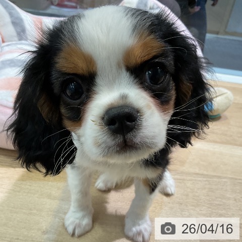 愛知県のキャバリアキングチャールズスパニエル (ペットプラス 岡崎店/2026年1月29日生まれ/女の子/トライカラー)の子犬の3枚目の画像
