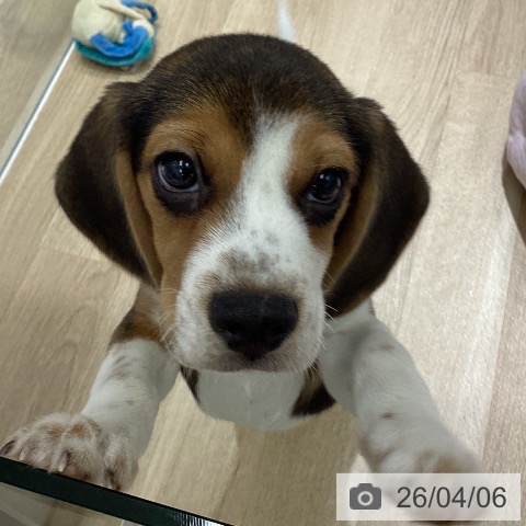 愛知県のビーグル (ペットプラス イオンモール豊川店/2026年1月24日生まれ/男の子/ブラックタンホワイト)の子犬の4枚目の画像