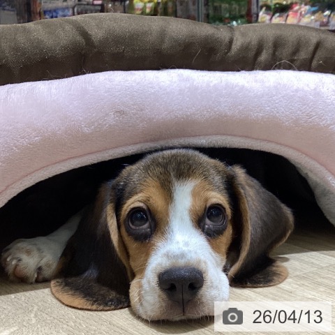 愛知県のビーグル (ペットプラス イオンモール豊川店/2026年1月24日生まれ/男の子/ブラックタンホワイト)の子犬の4枚目の画像