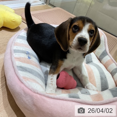 愛知県のビーグル (ペットプラス イオンモール豊川店/2026年1月24日生まれ/男の子/ブラックタンホワイト)の子犬の3枚目の画像