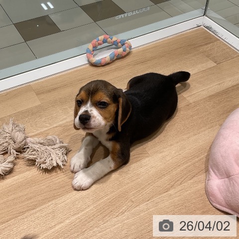 三重県のビーグル (ペットプラス 鈴鹿店/2026年1月25日生まれ/男の子/ブラックタンホワイト)の子犬の4枚目の画像