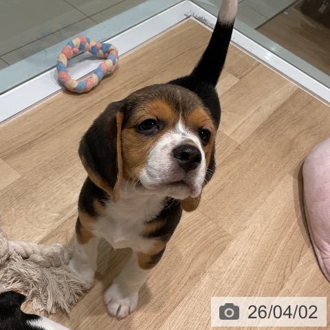 三重県のビーグル (ペットプラス 鈴鹿店/2026年1月25日生まれ/男の子/ブラックタンホワイト)の子犬の3枚目の画像