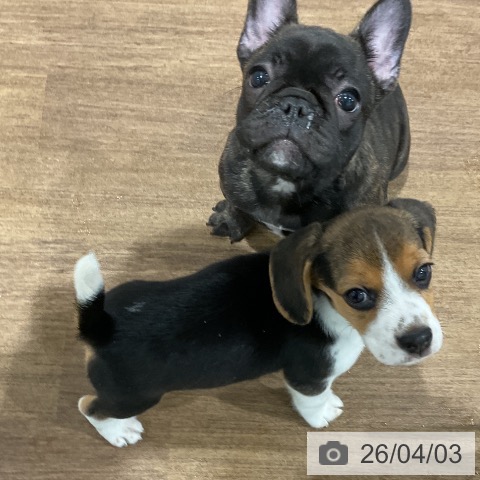 愛知県のビーグル (ペッツワン 東海店/2026年1月25日生まれ/女の子/ブラックタンホワイト)の子犬の4枚目の画像