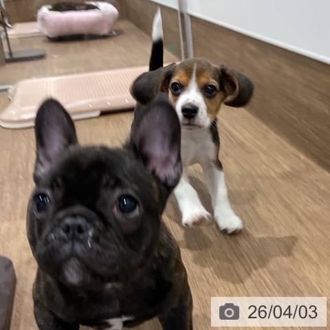 愛知県のビーグル (ペッツワン 東海店/2026年1月25日生まれ/女の子/ブラックタンホワイト)の子犬の3枚目の画像