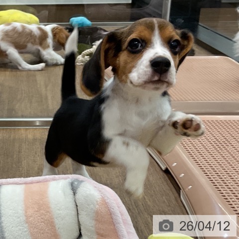 愛知県のビーグル (ペッツワン 東海店/2026年1月25日生まれ/女の子/ブラックタンホワイト)の子犬の4枚目の画像