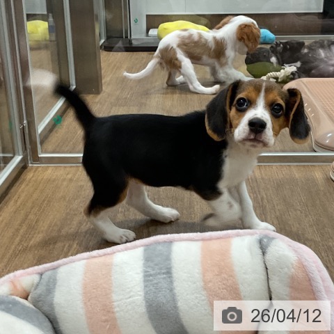 愛知県のビーグル (ペッツワン 東海店/2026年1月25日生まれ/女の子/ブラックタンホワイト)の子犬の3枚目の画像
