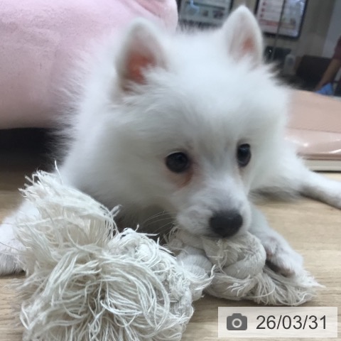 岐阜県の日本スピッツ (ペットプラス 各務原店/2026年1月23日生まれ/女の子/ホワイト)の子犬の4枚目の画像