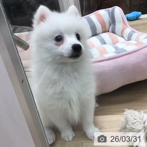 岐阜県の日本スピッツ (ペットプラス 各務原店/2026年1月23日生まれ/女の子/ホワイト)の子犬の3枚目の画像