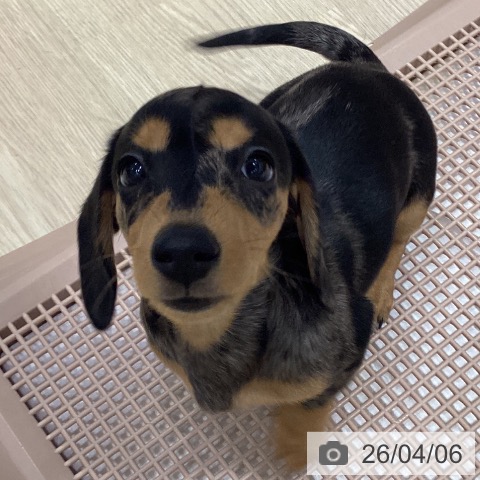 愛知県のミニチュアダックスフンド(ロング) (ペットプラス イオンモール長久手店/2026年1月23日生まれ/女の子/シルバーダップル)の子犬の4枚目の画像