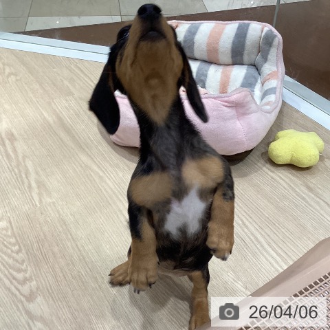 愛知県のミニチュアダックスフンド(ロング) (ペットプラス イオンモール長久手店/2026年1月23日生まれ/女の子/シルバーダップル)の子犬の3枚目の画像