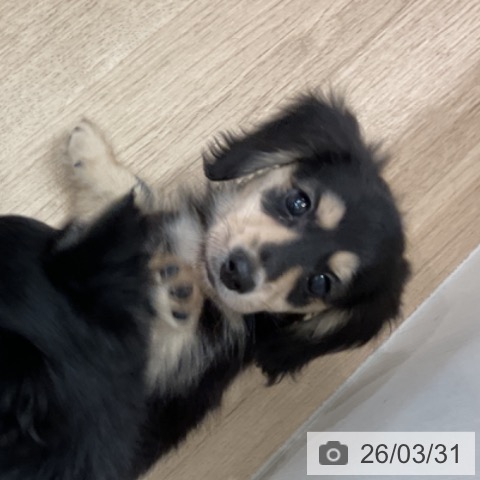 愛知県のミニチュアダックスフンド(ロング) (ペットプラス 東浦店/2026年1月27日生まれ/男の子/ブラックイエロー)の子犬の3枚目の画像