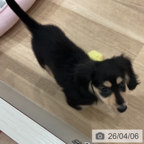 ミニチュア・ダックスフンドの写真