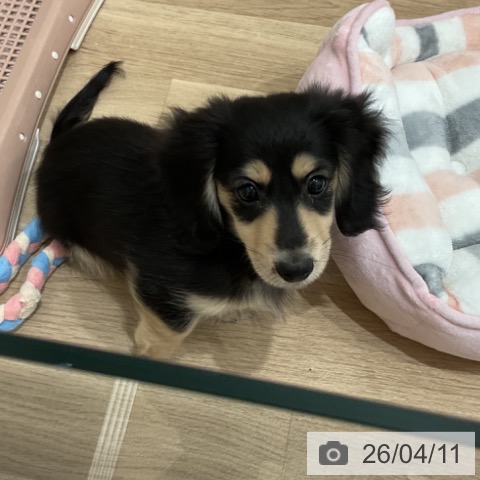 愛知県のミニチュアダックスフンド(ロング) (ペットプラス 東浦店/2026年1月27日生まれ/男の子/ブラックイエロー)の子犬の3枚目の画像