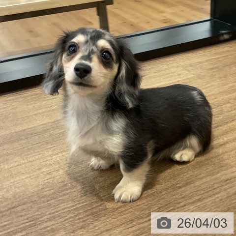 愛知県のミニチュアダックスフンド(ロング) (ペッツワン 東海店/2026年1月27日生まれ/女の子/シルバーダップル)の子犬の4枚目の画像