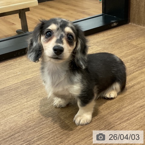 愛知県のミニチュアダックスフンド(ロング) (ペッツワン 東海店/2026年1月27日生まれ/女の子/シルバーダップル)の子犬の3枚目の画像