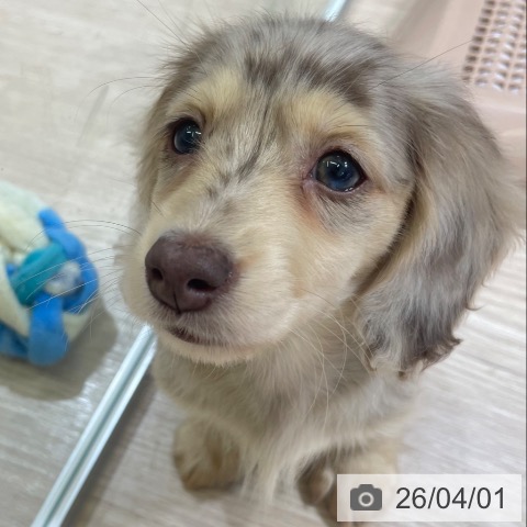 富山県のミニチュアダックスフンド(ロング) (ペットプラス 高岡店/2026年1月27日生まれ/女の子/チョコレートダップル)の子犬の3枚目の画像