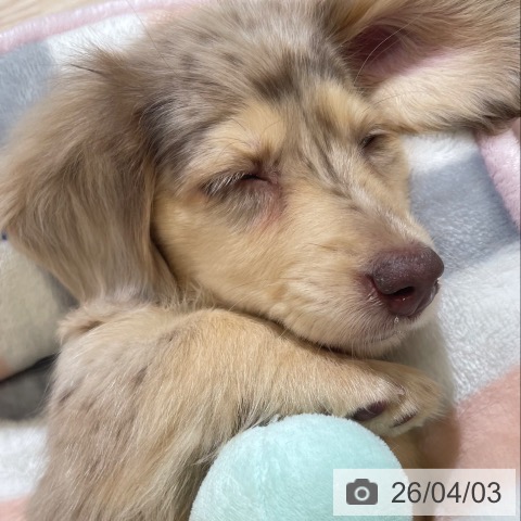 富山県のミニチュアダックスフンド(ロング) (ペットプラス 高岡店/2026年1月27日生まれ/女の子/チョコレートダップル)の子犬の4枚目の画像