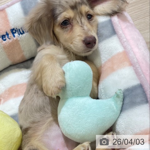 富山県のミニチュアダックスフンド(ロング) (ペットプラス 高岡店/2026年1月27日生まれ/女の子/チョコレートダップル)の子犬の3枚目の画像