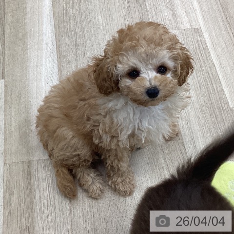 愛知県のトイプードル(トイ) (ペットプラス 千音寺店/2026年1月22日生まれ/男の子/アプリコット)の子犬の4枚目の画像