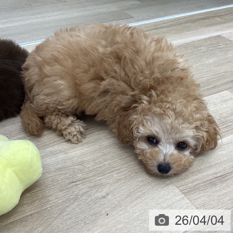 愛知県のトイプードル(トイ) (ペットプラス 千音寺店/2026年1月22日生まれ/男の子/アプリコット)の子犬の3枚目の画像