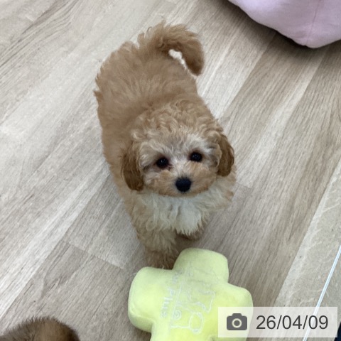 愛知県のトイプードル(トイ) (ペットプラス 千音寺店/2026年1月22日生まれ/男の子/アプリコット)の子犬の3枚目の画像