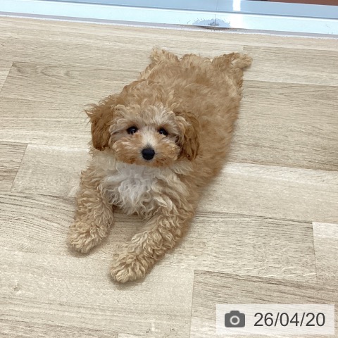 愛知県のトイプードル(トイ) (ペットプラス 千音寺店/2026年1月22日生まれ/男の子/アプリコット)の子犬の3枚目の画像